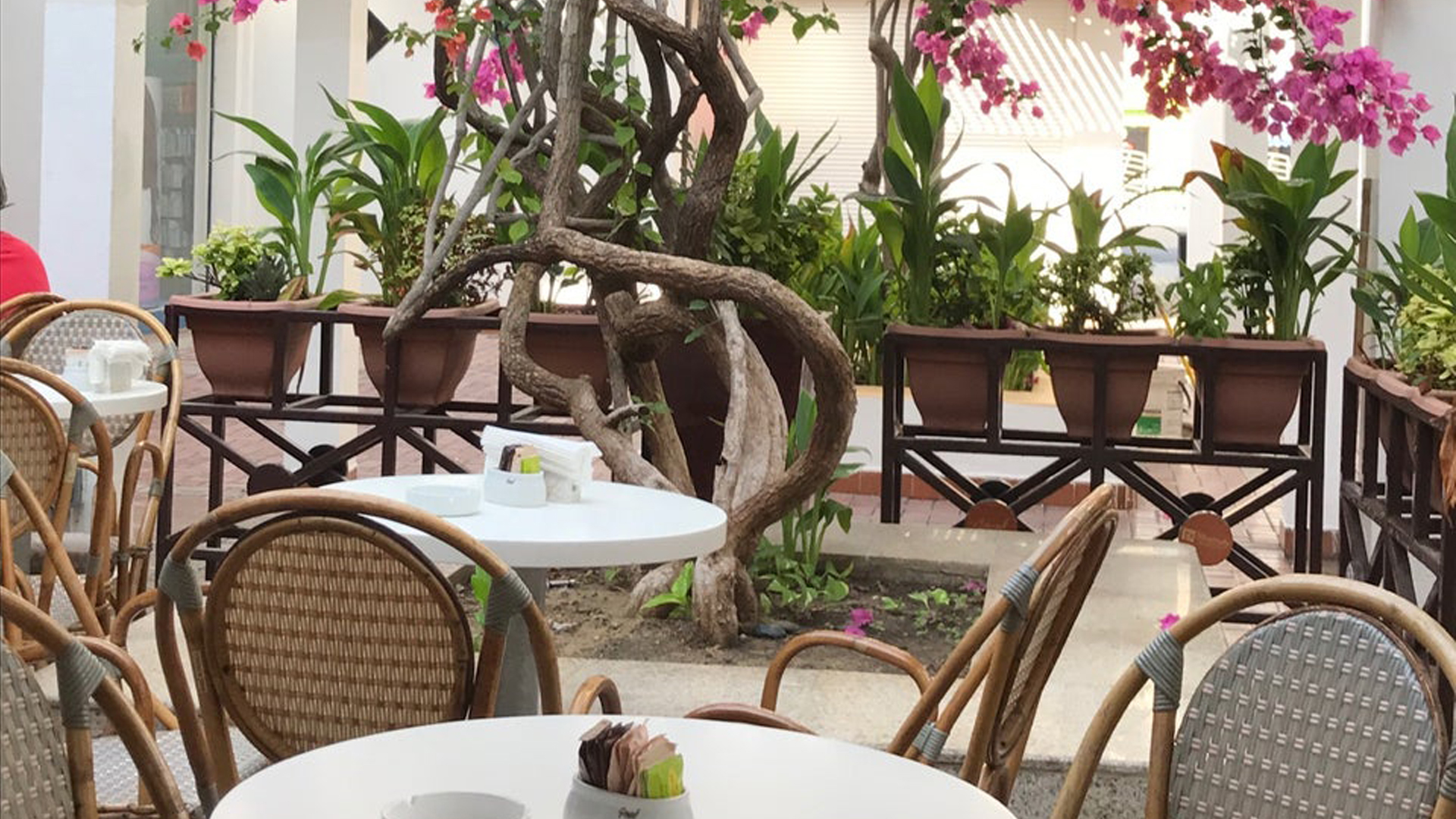 Fauteuils en rotin pour terrasse de Gérard Patisserie